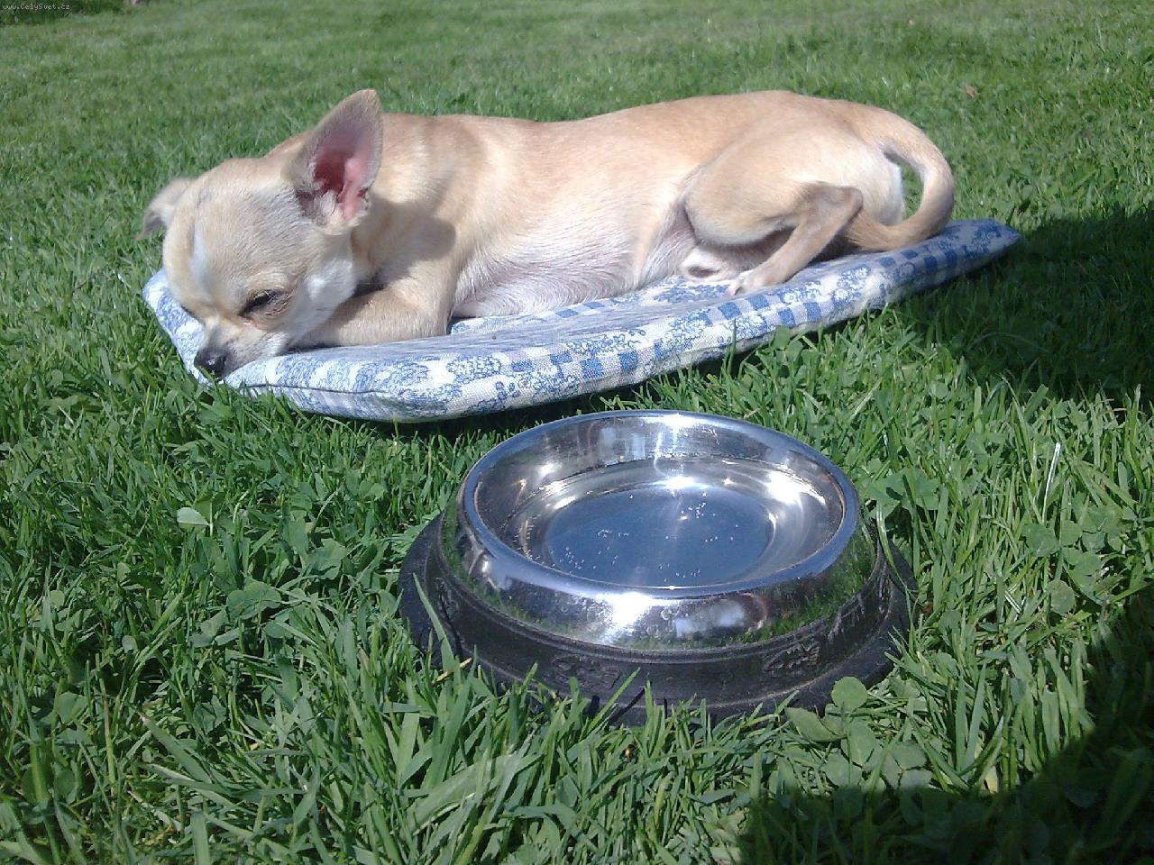 Foto: Lucík na zahradě