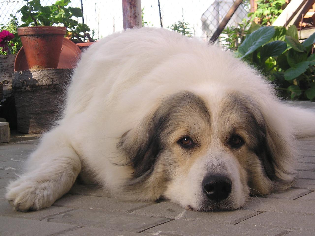 Foto: PHP Charlize DOGMANIA-Unavená Cherry