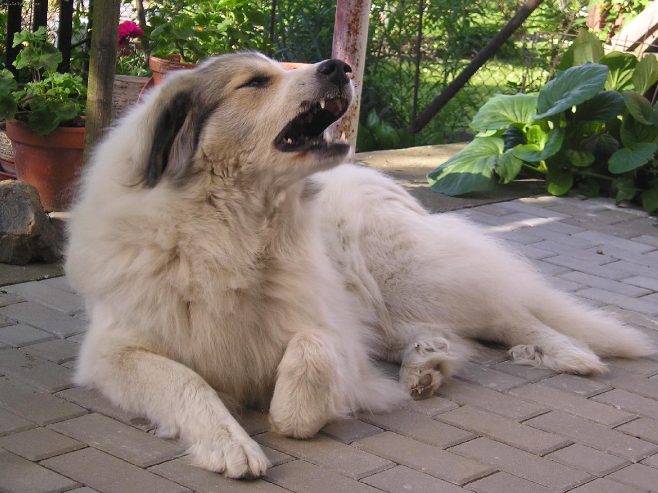 Foto: Charlize DOGMANIA-Rozčilená Cherry