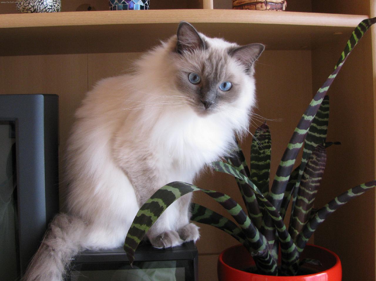 Foto: lumpík Aishinka