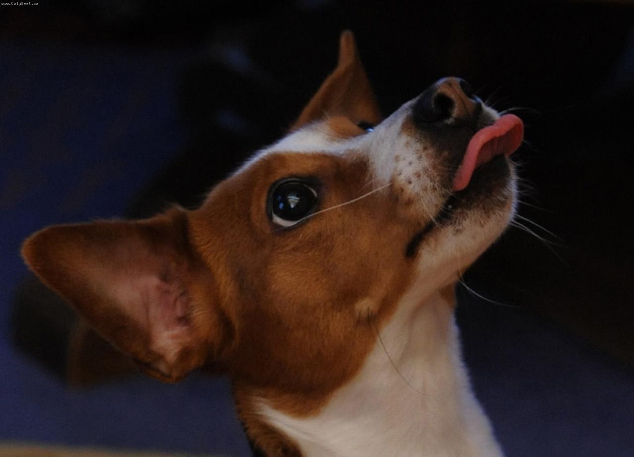 Foto: Mlsná Kačenka