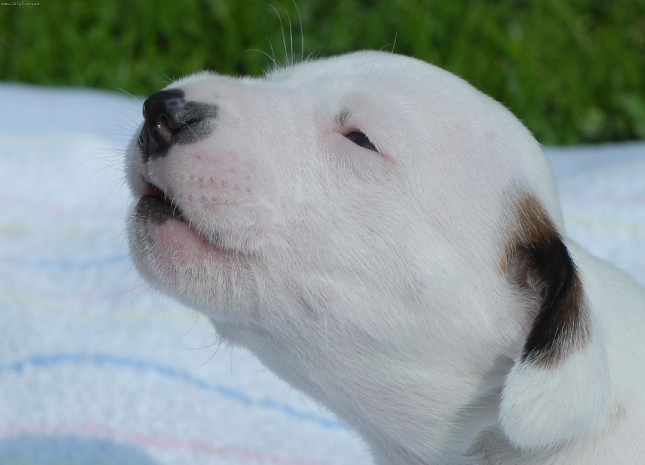 Foto: štěňátko naší Leontýnky