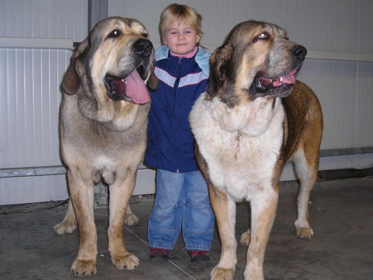 Foto: CHS z Polabských blat-Maruška hlídá hafany (Freon z Kraje sokolů a Abbigail z Polabských blat)