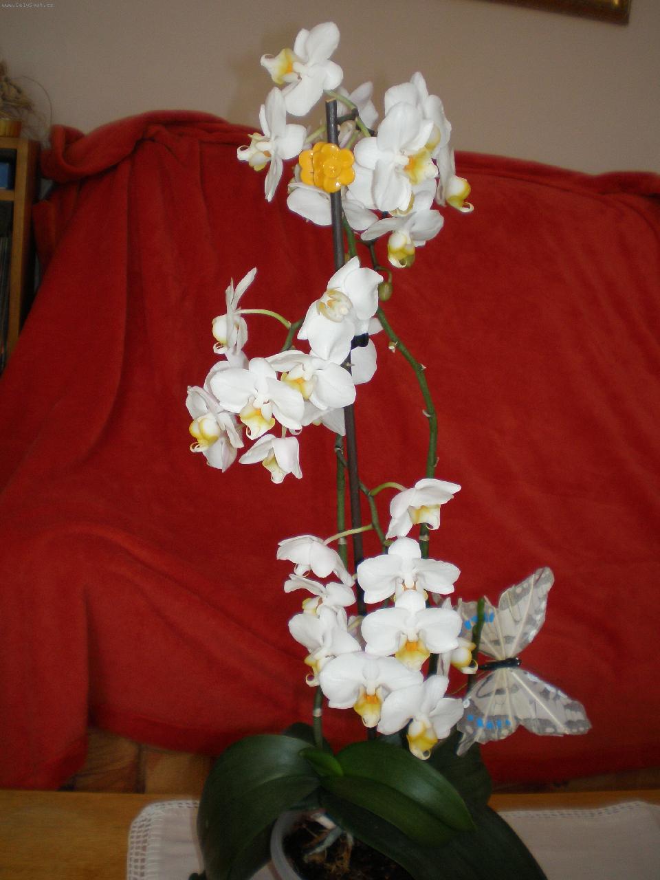 Foto: naše bílá krasavice