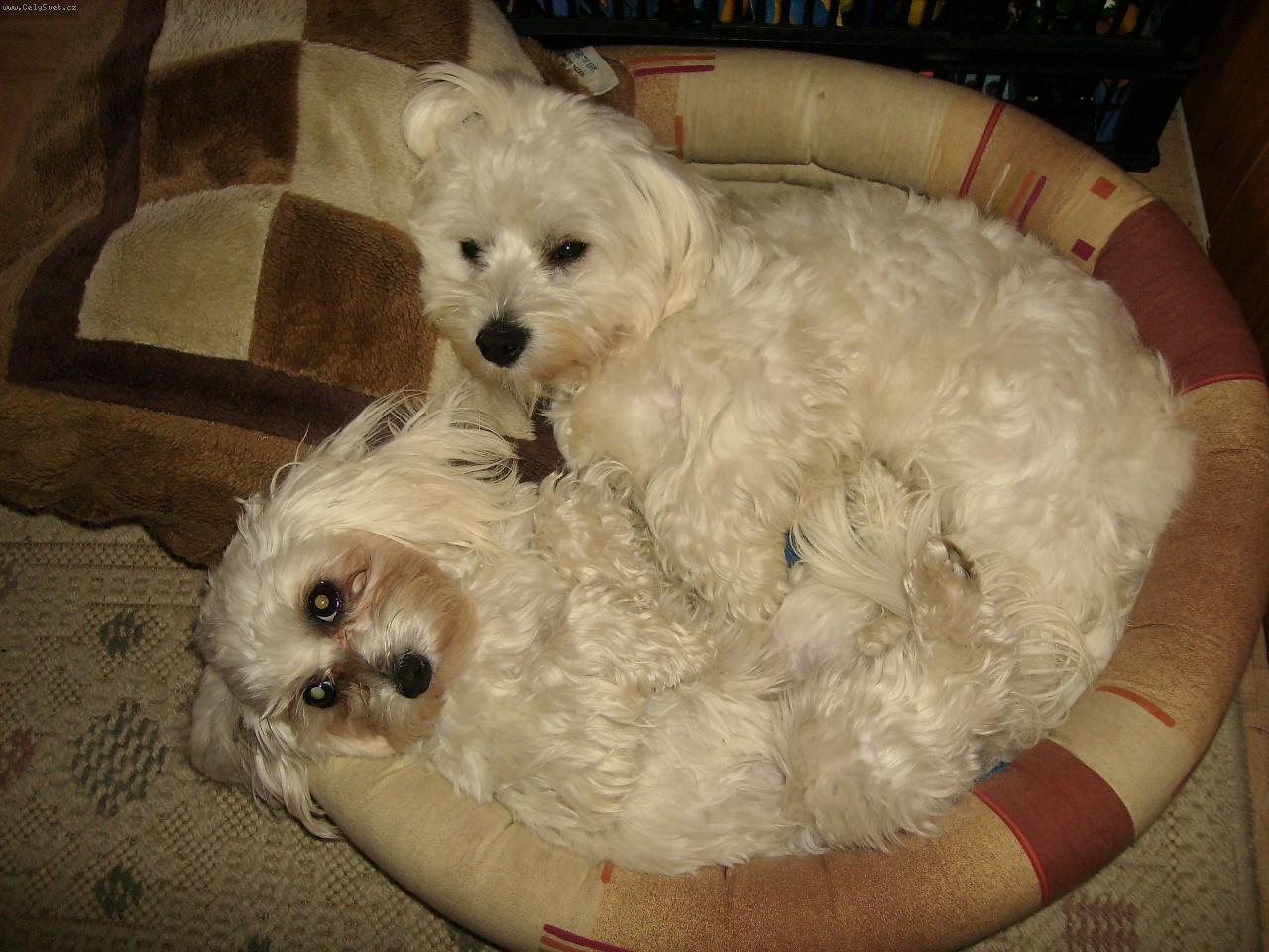 Foto: Kamarádi-Kamarádi