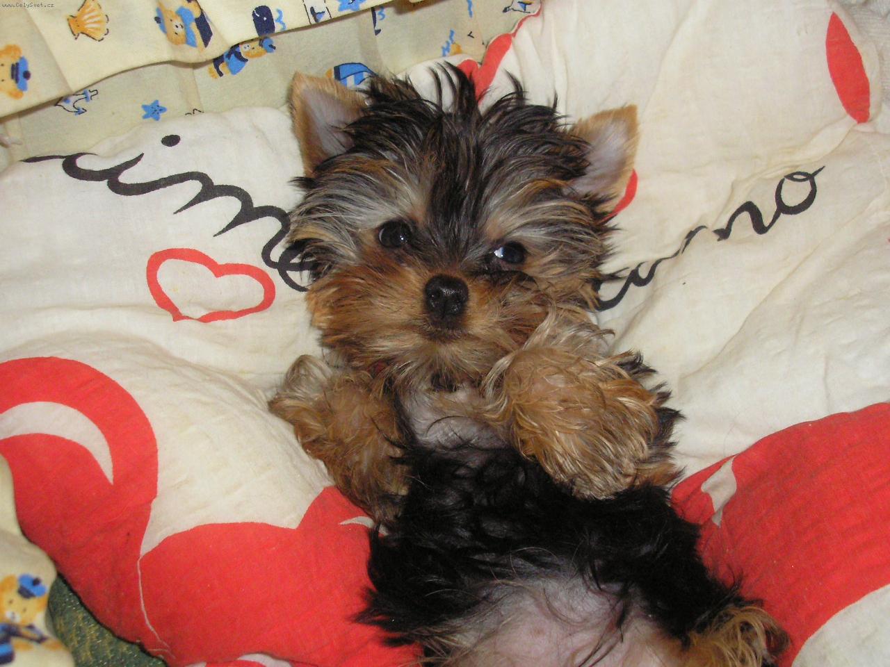 Foto: jsem opravdu jako plyšáček