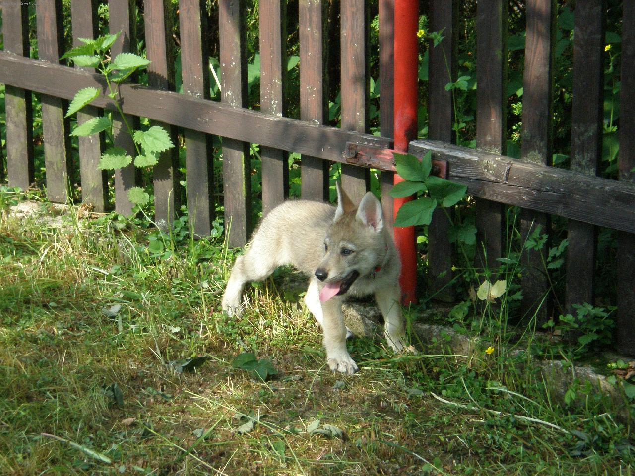 Foto: Brita, Karpatský bandita