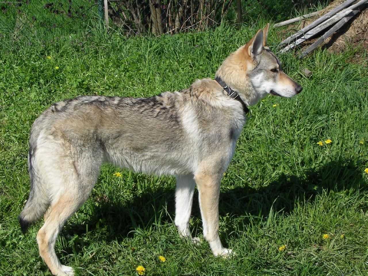 Foto: Brita, Karpatský bandita