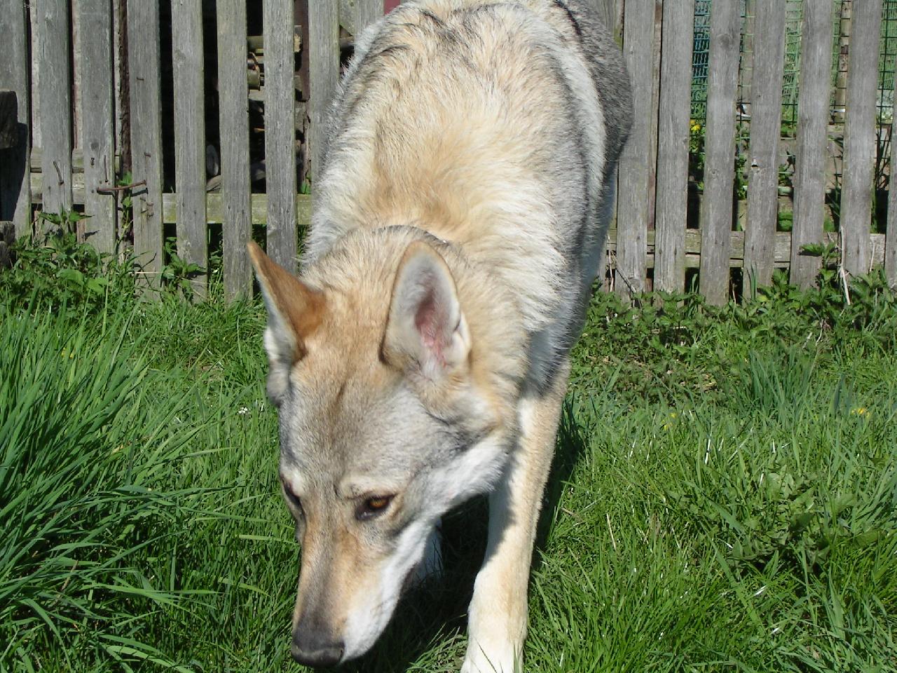 Foto: Brita, Karpatský bandita