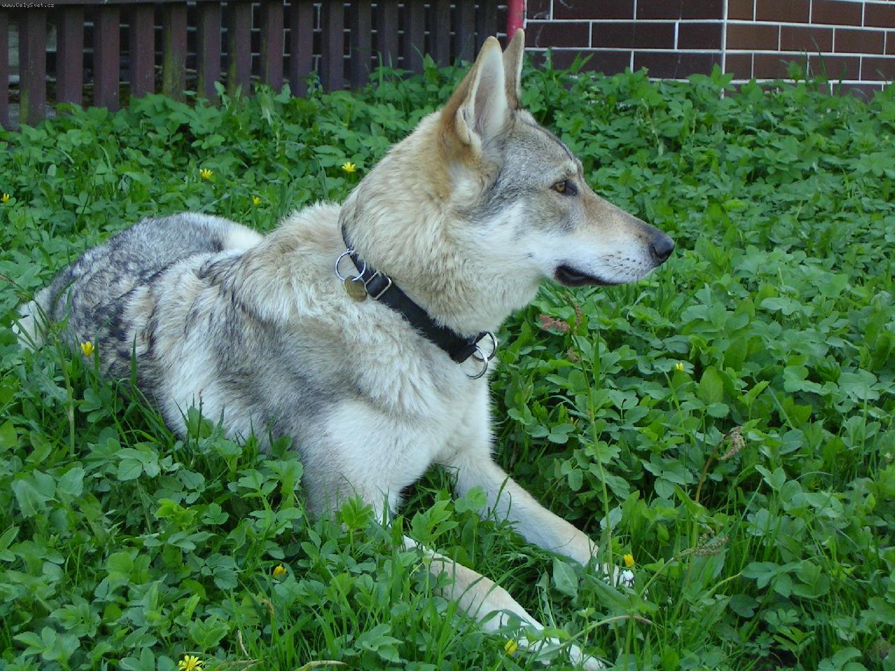 Foto: Brita, Karpatský bandita