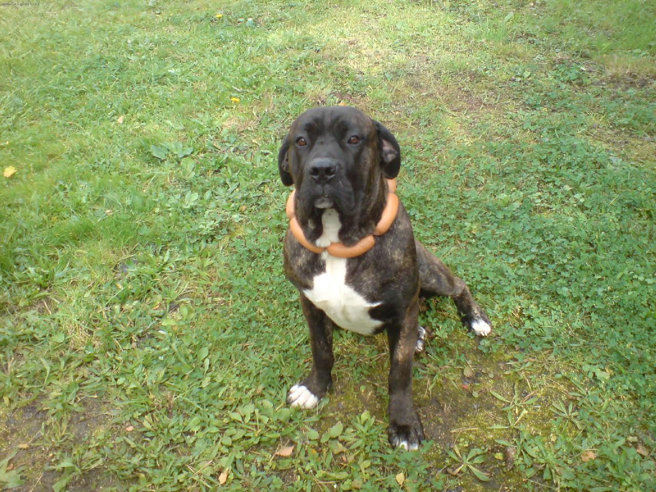 Foto: mou a buřty k výročí