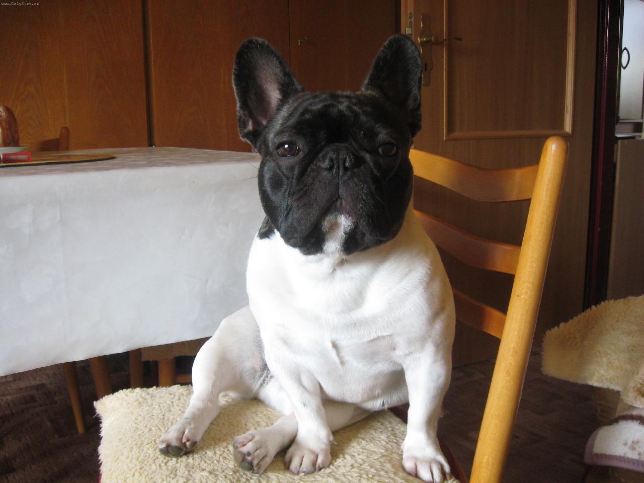 Foto: Andulka , naše zlatíčko-Andulka sedí na židli