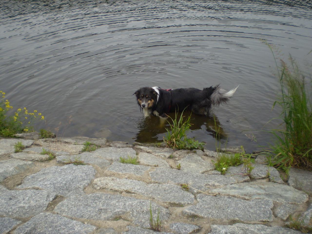 Foto: Artuš od Betlémské pastviny