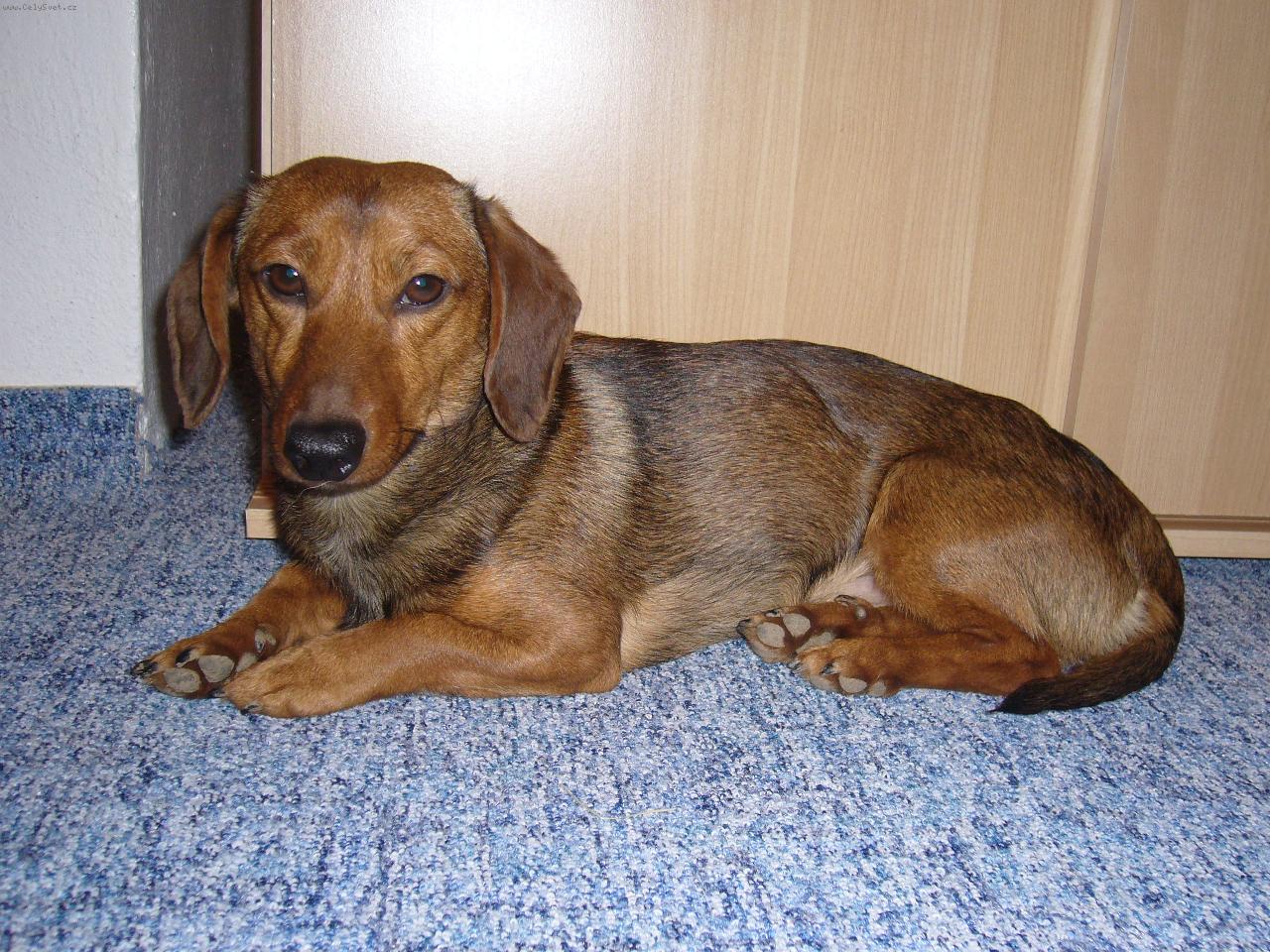 Foto: Bobík Surikato z Ochozského lesa-Tak to je naše zlatíčko...