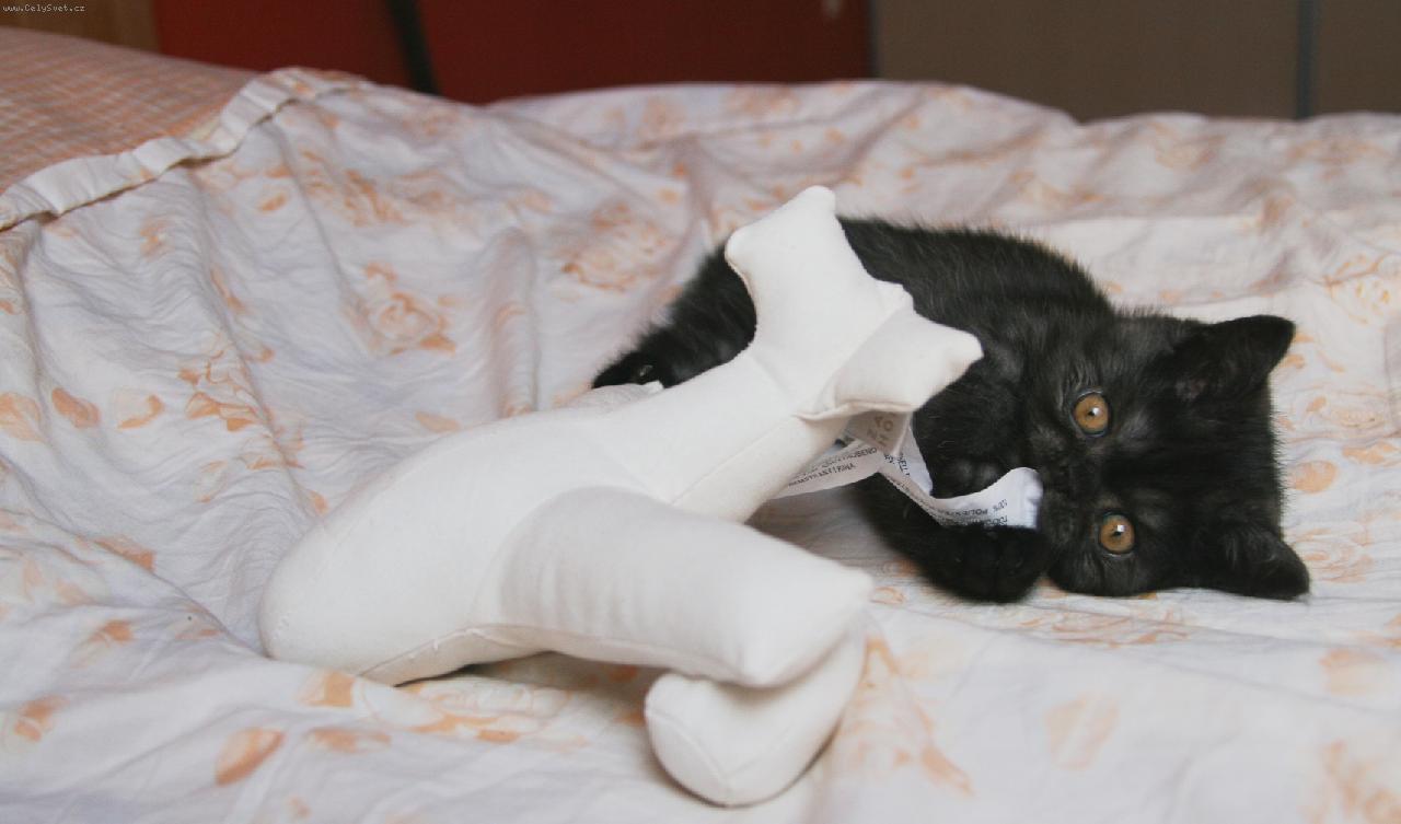 Foto: ET-to je můj kocourek ET