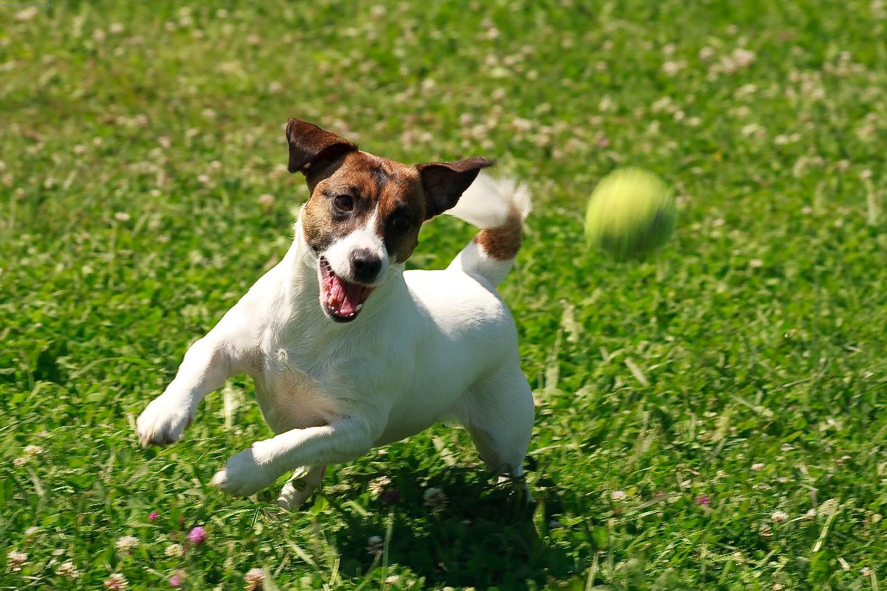 Foto: Assola-Assolka miluje míčky :-)