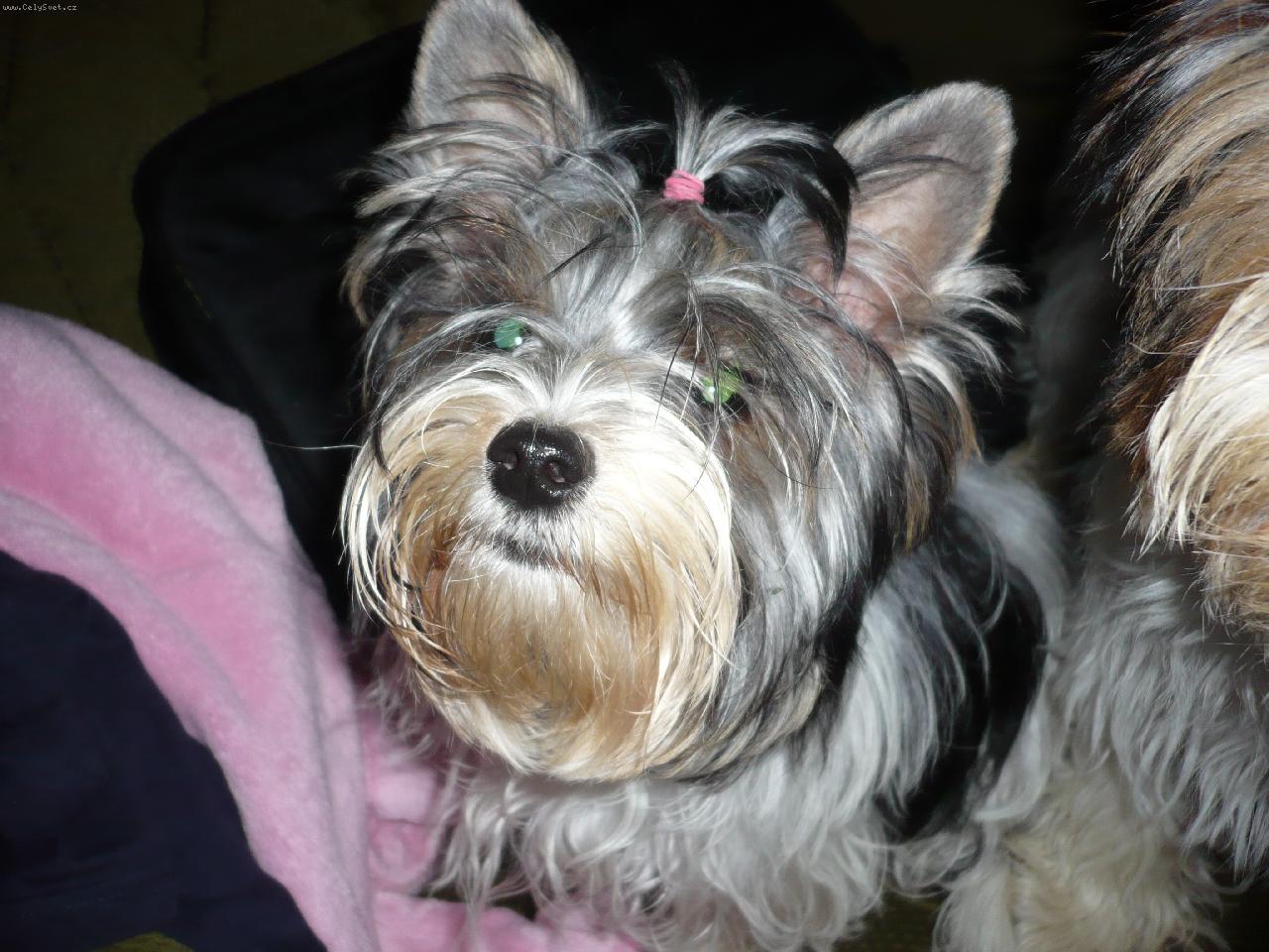 Foto: Můj biewer Ashira vom Sonnenwald-Ashira