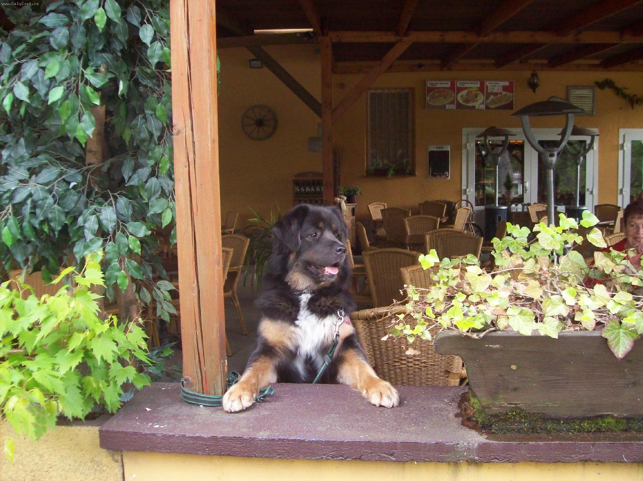 Foto: hlídám restauraci