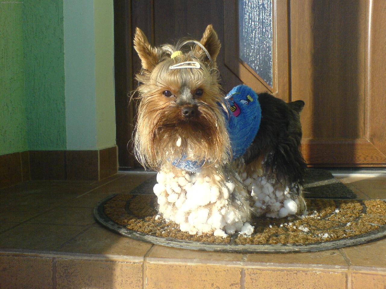 Foto: Jojo, ach ten sníh....-Speeďánek má sníh moc rád...