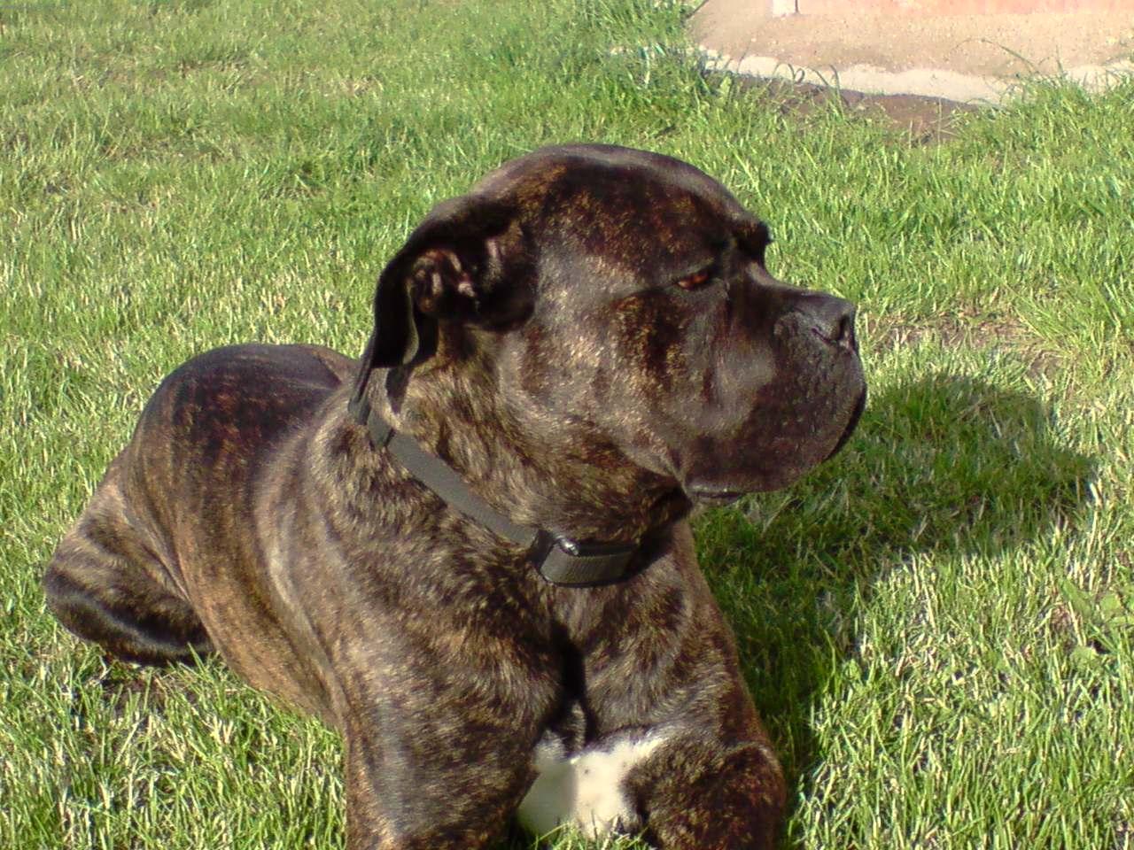 Foto: Uncas-náš mazlík