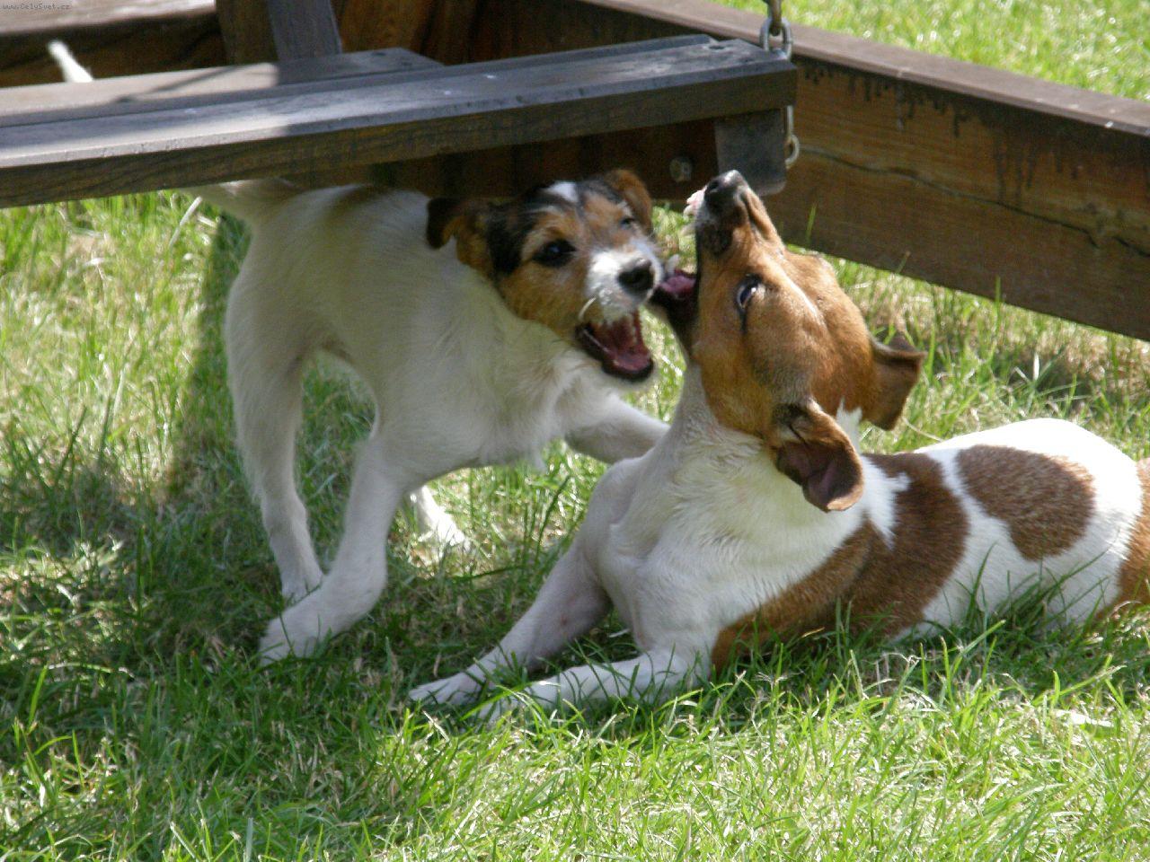 Foto: zoubkování.....