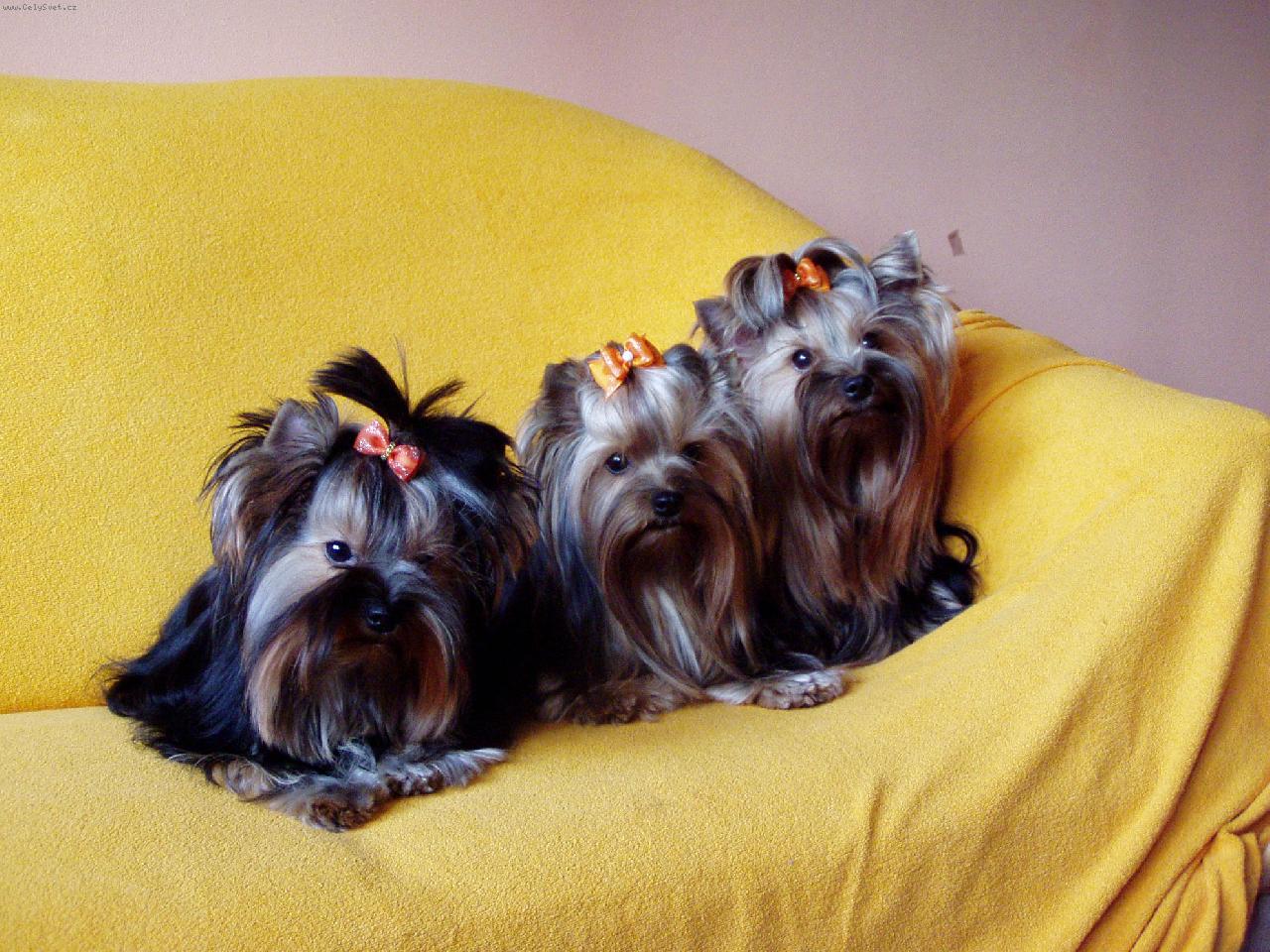 Foto: všechny moje holky-psi