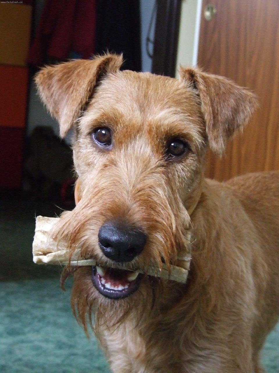 Foto: Jerry-Jerry s kostí