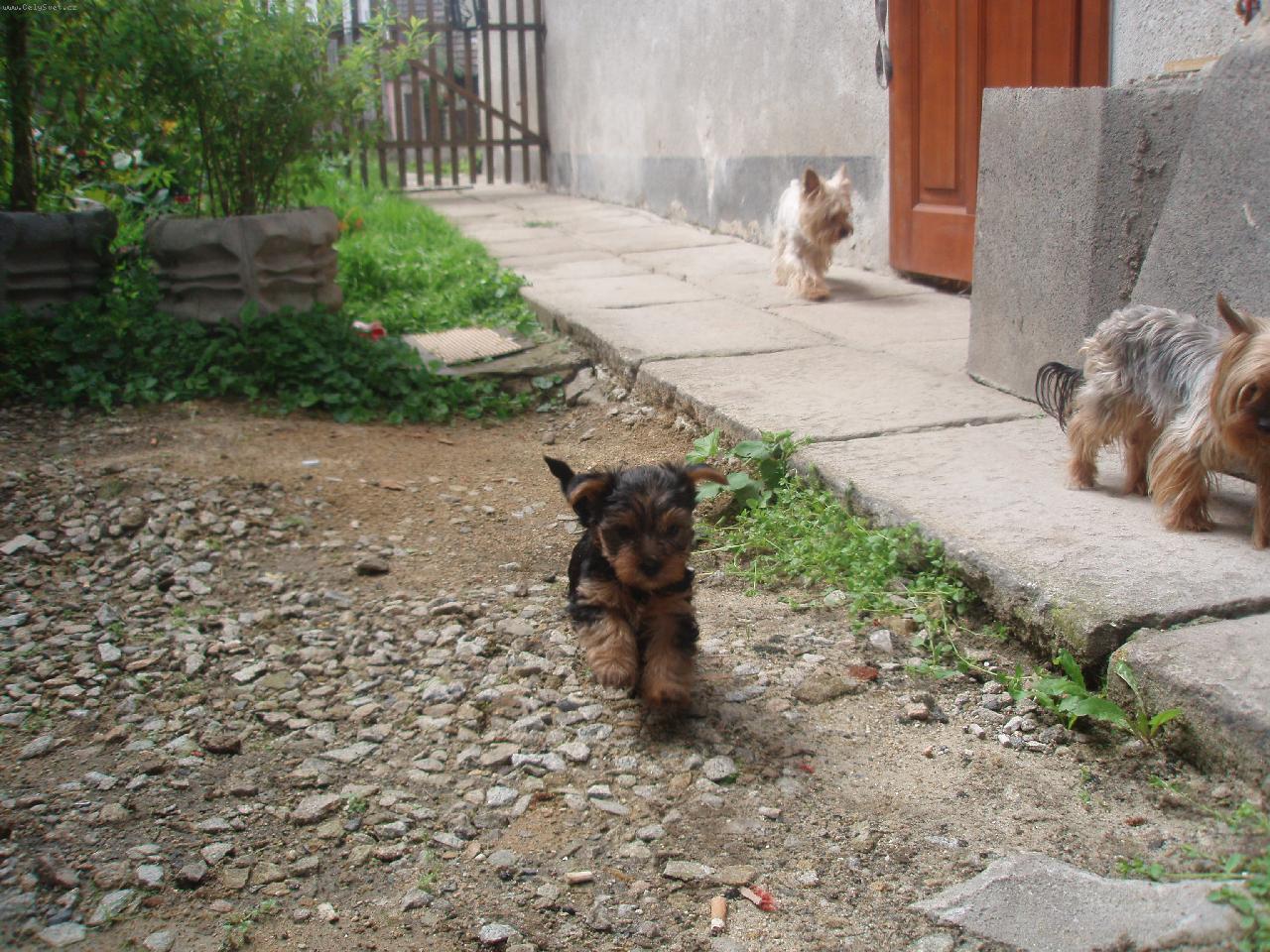 Foto: naše štěńátka-štěńátka