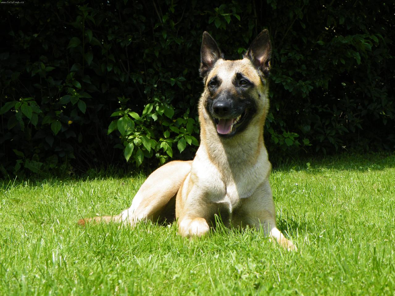 Foto: Haidy - co tam asi je...?