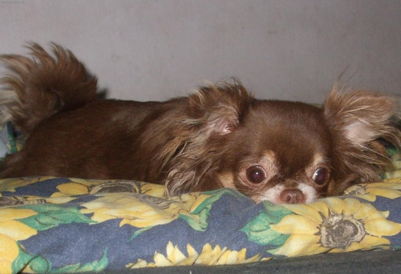 Foto: čivava beatrix