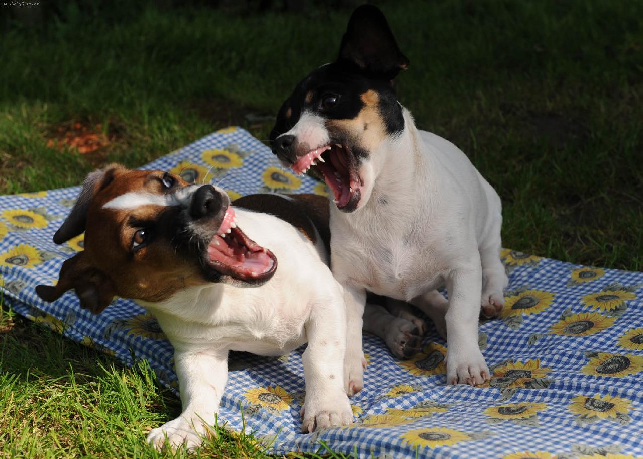 Foto: Ňežné hrátky sourozenců