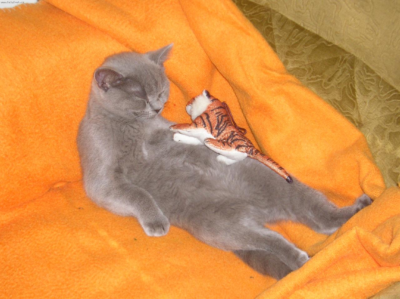 Foto: USÍNÁNÍ-BRITKA