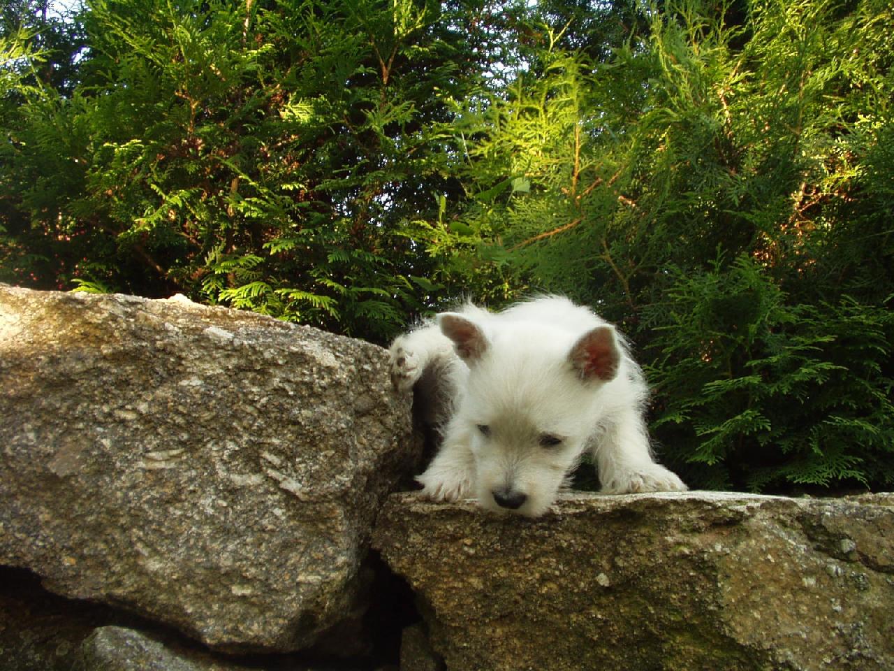 Foto: Westík ÁRNÝ-Árný ve třech měsících