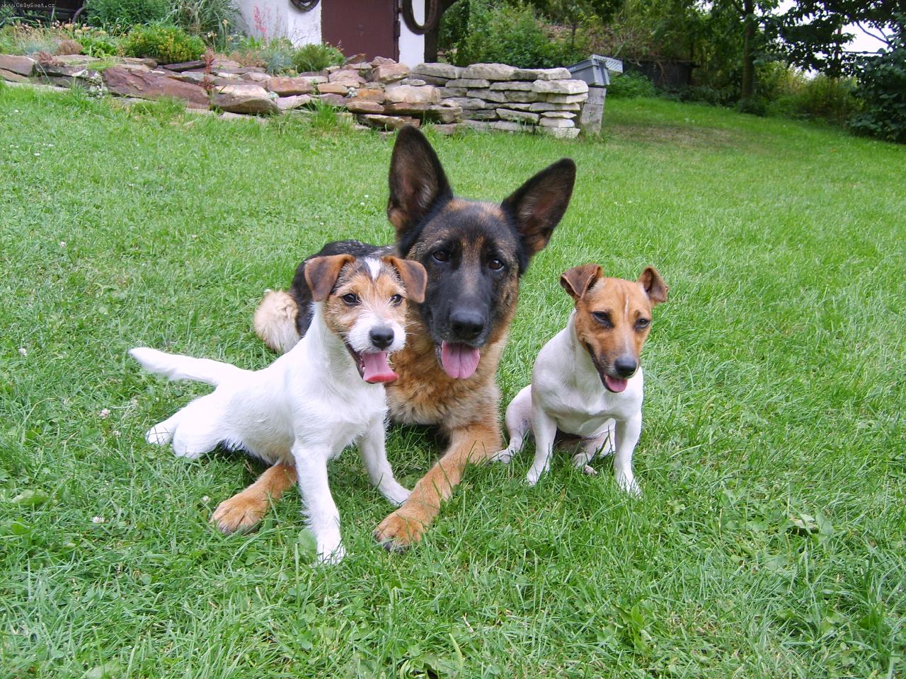 Foto: pózování-moje psí holčičky