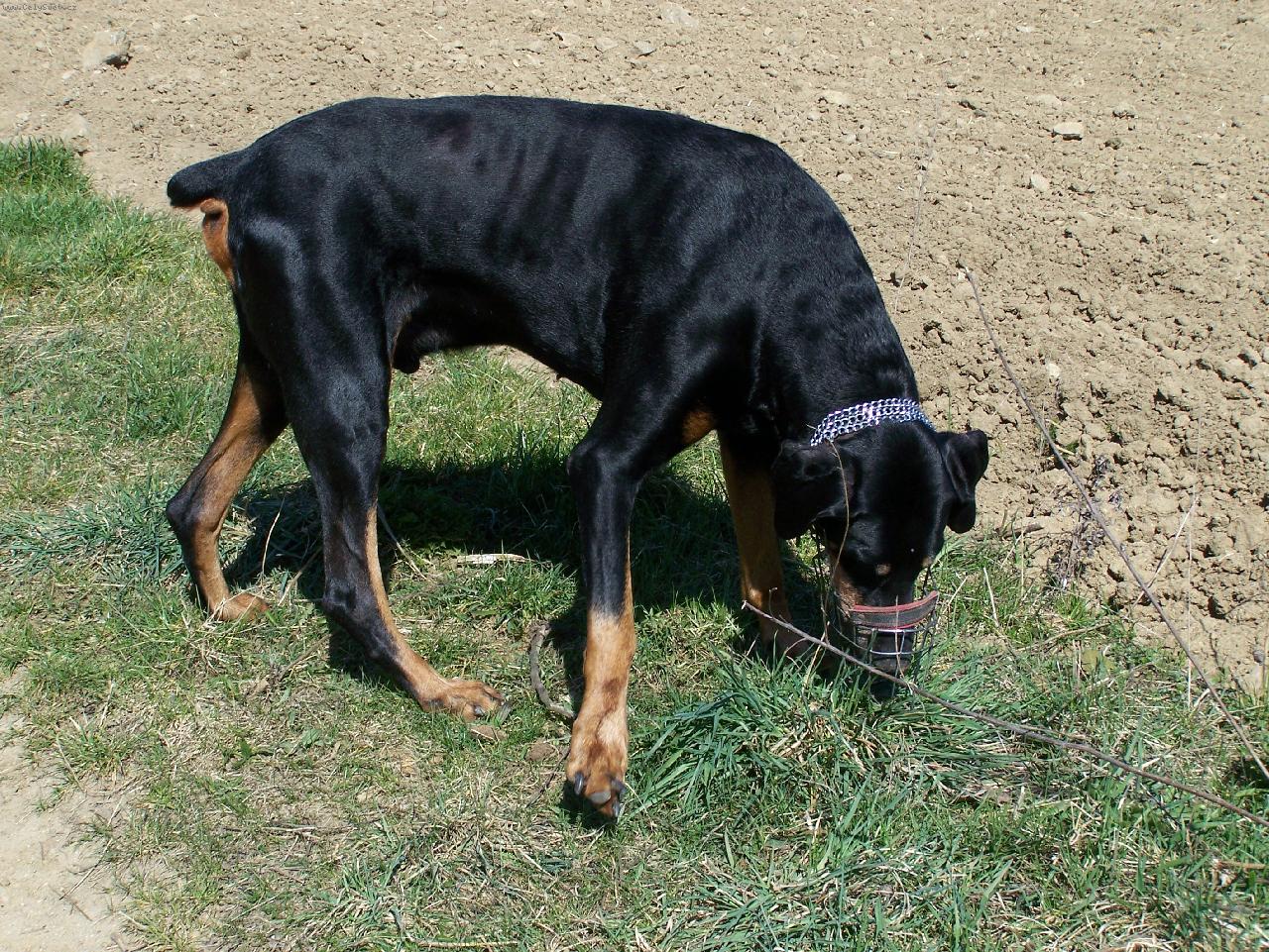 Foto: Kde ta myška je