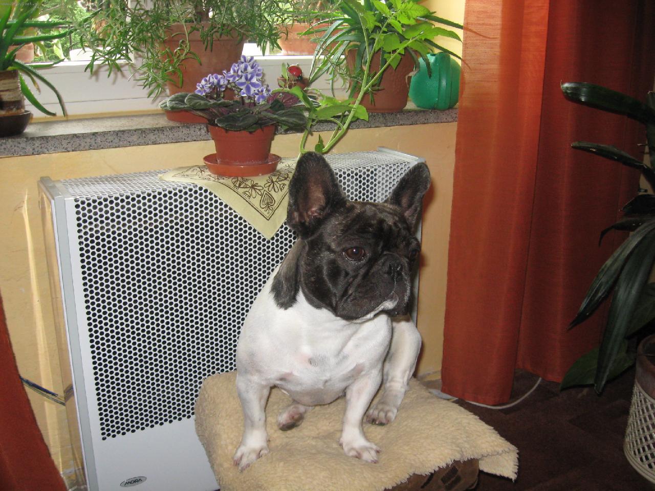 Foto: Andulka  z Dýšiny se ráda fotí .-Andulka a fialka