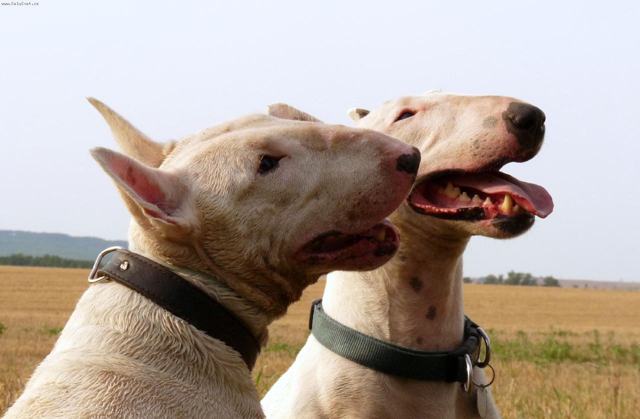 Foto: Endy ŽK a Roda-Nejlepší kámoši