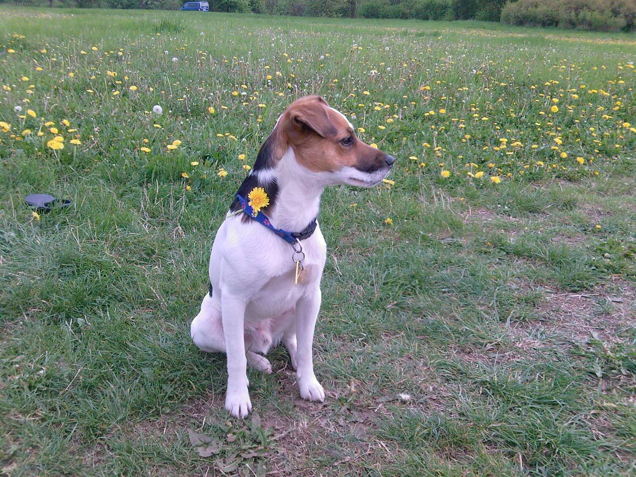 Foto: Maxík z Ústí nad Labem-Maxík jako model na louce