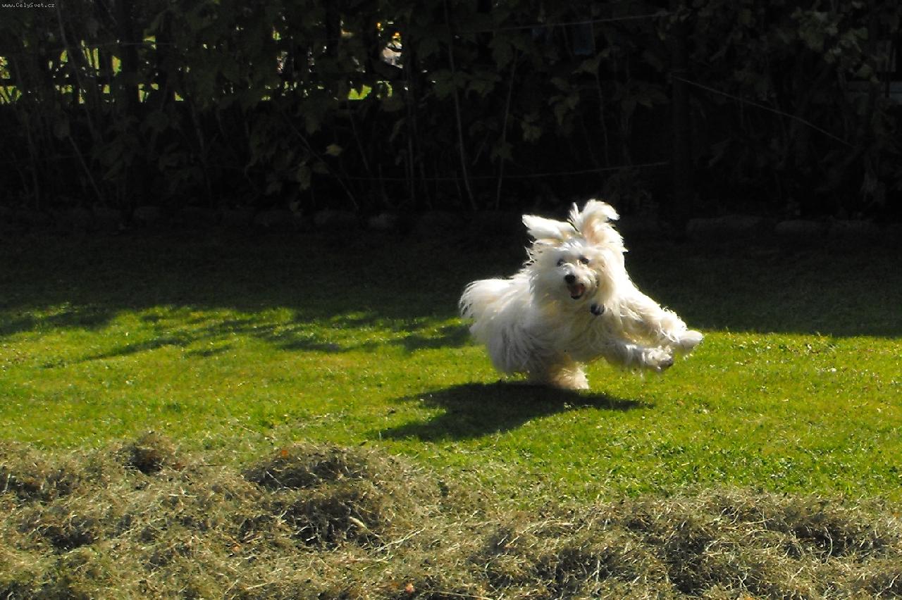 Foto: Míša hlídá seno-Naše Míša,Mišulka