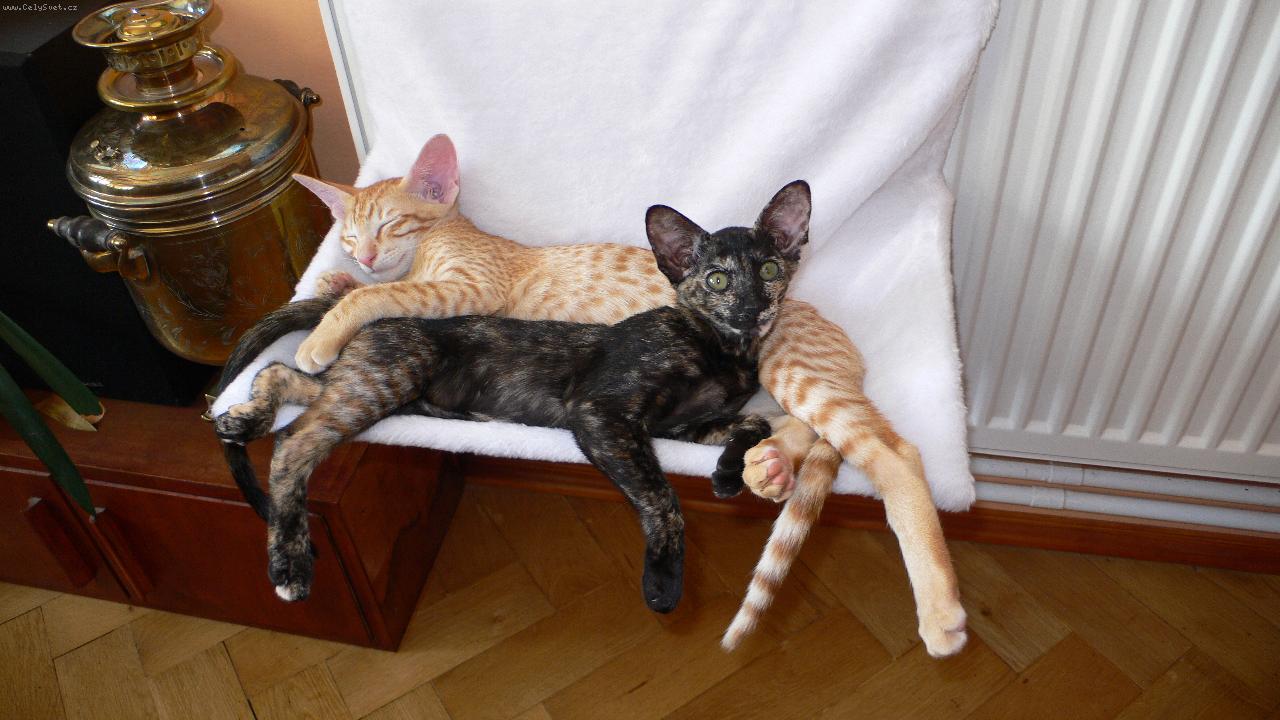 Foto: Žofka a Tlapík