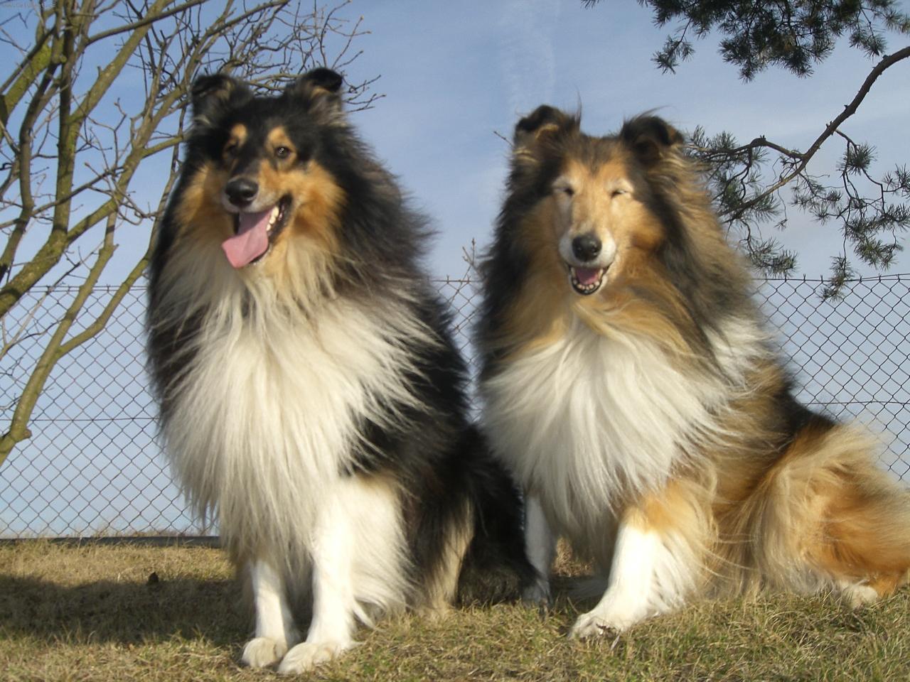 Foto: koliaci-kamarádi