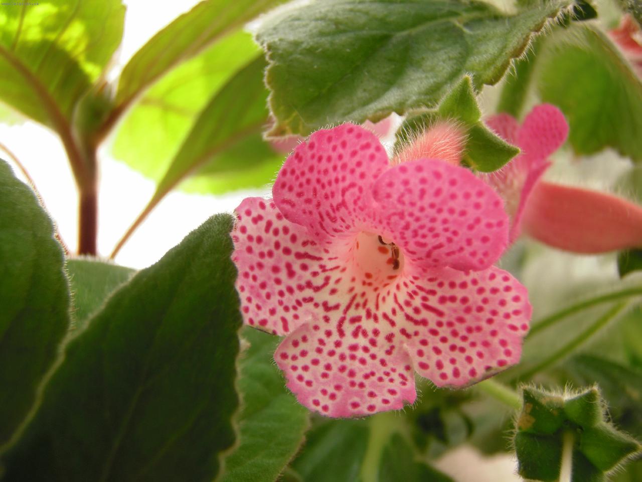 Foto: kohleria růžová