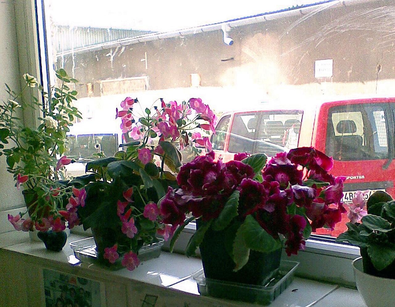 Foto: kohleria růžová   a gloxinie