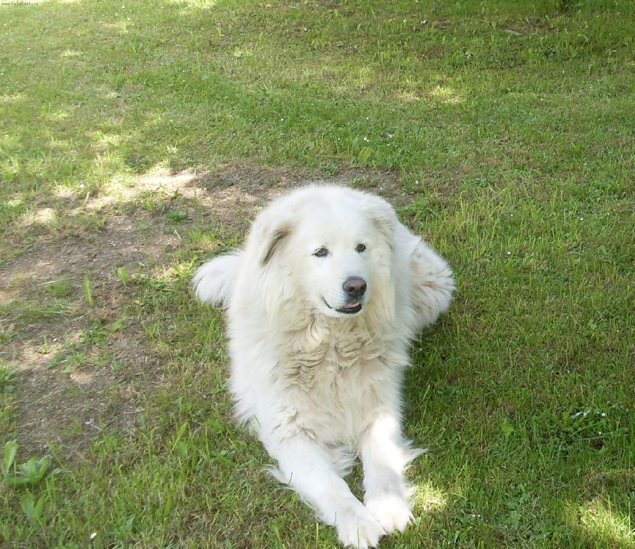 Foto: jednoho mám doma-Alan 1