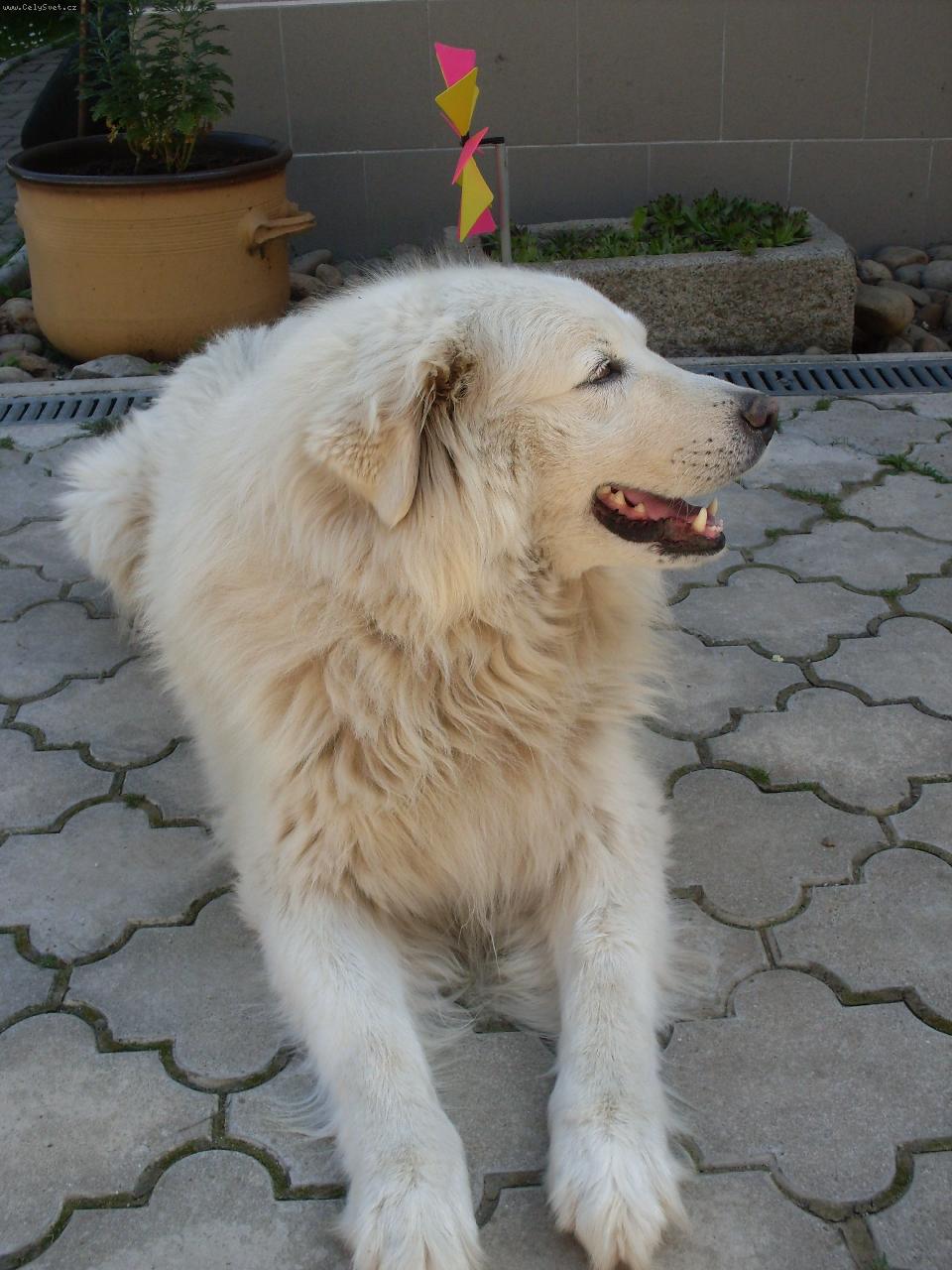 Foto: jednoho mám doma-Alan 2