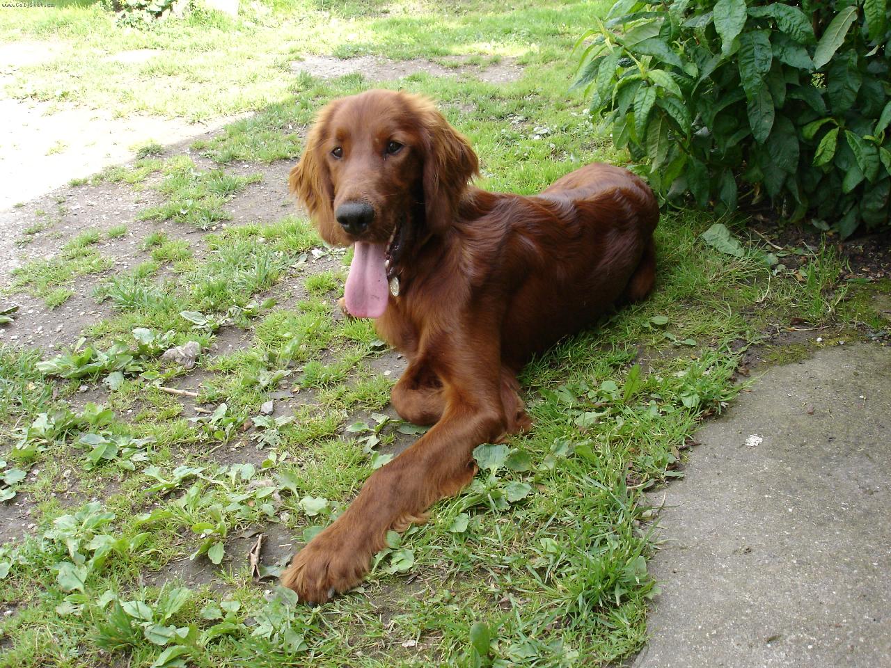 Foto: vzácná chvíle klidu po neustálém dovádění-BONY-štěně 7měsíců