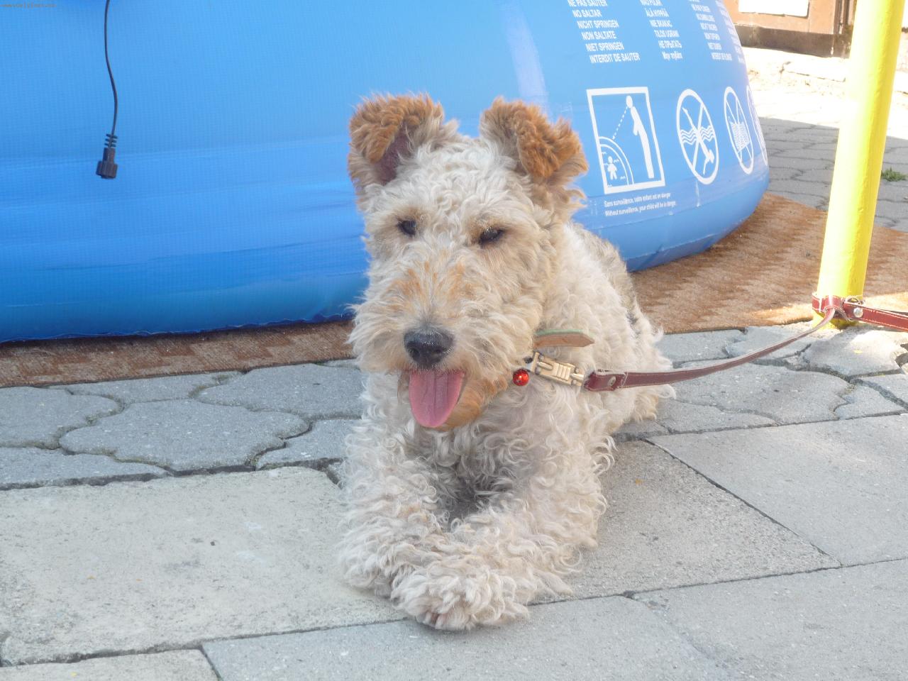 Foto: Bella-Bellinka u bazénu