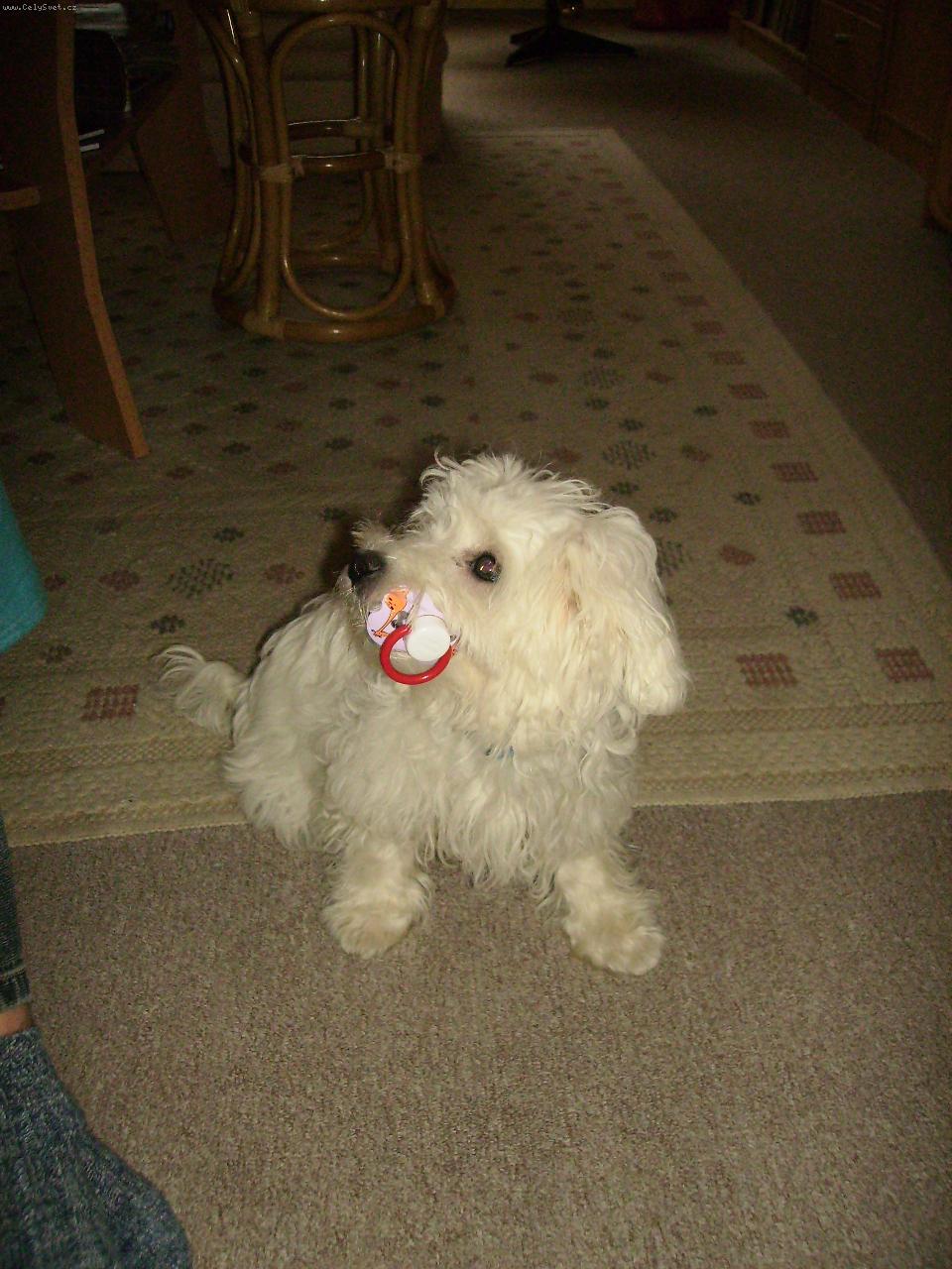 Foto: Matyáš a dudlík-Dudlík mi moc chutnal.