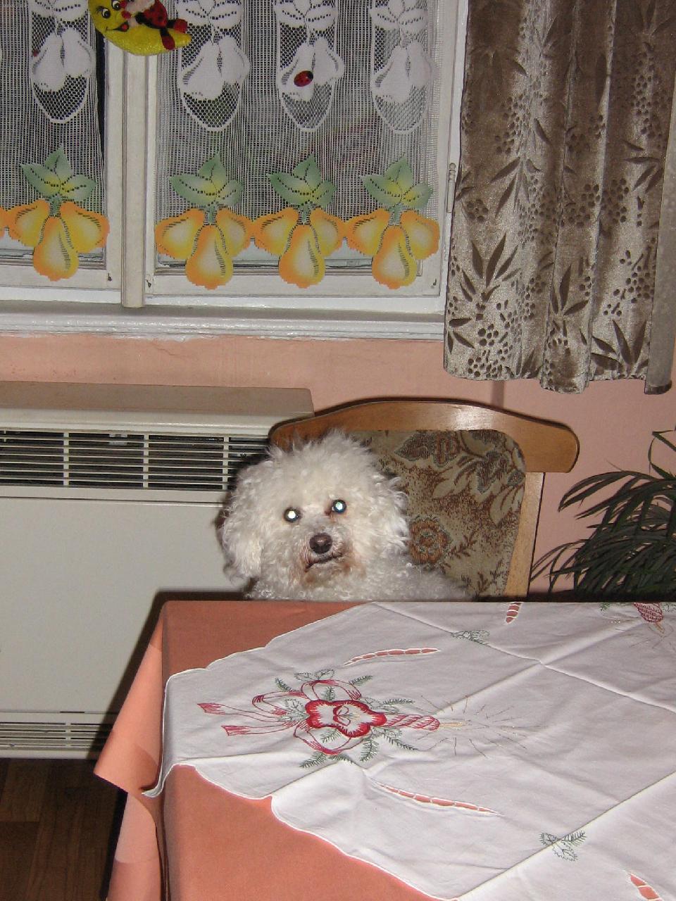 Foto: čekání na večeři