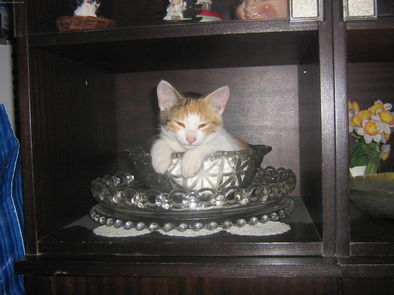 Foto: naše mimi-proč mě budíte